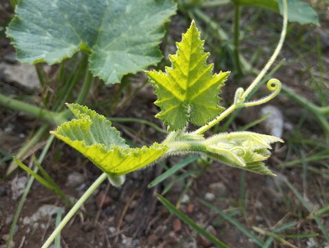 Medium shot of a light green pumpkin plant runner with a curly tendril creeping across dry earth.
