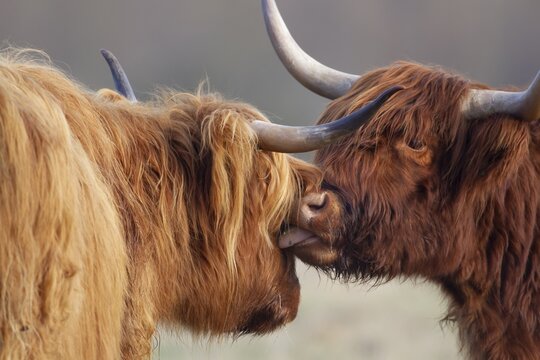 Highland cattle (Bos taurus) two adult animals with one licking the other with its tongue, Suffolk, England, United Kingdom