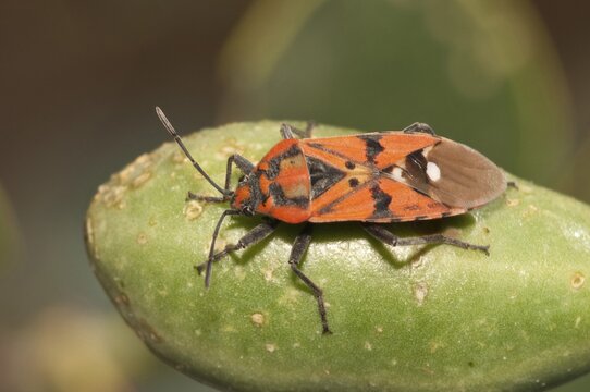 Black and Red Bug (Lygaeus pandurus) basking in the sun on the fruit of the caper shrub, Rhodos Island, Dodecanese, Greece