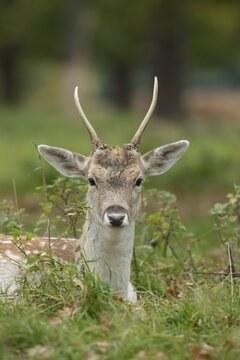 Fallow deer (Dama dama), juvenile male buck sits in woodland, animal portrait, Surrey, England, United Kingdom