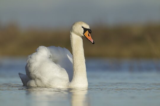 Mute Swan (Cygnus olor), on a lake, Cambridgeshire, United Kingdom