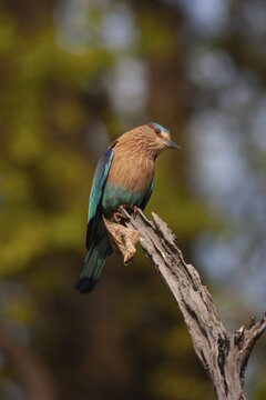Indian roller (Coracias benghalensis) adult bird on a tree branch, Bandhavgarh, Madhya Pradesh, India
