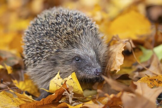 European hedgehog (Erinaceus europaeus) adult animal walking amongst fallen autumn leaves, Suffolk, England, United Kingdom