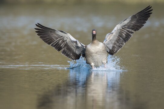 Greylag goose ( anser anser) lands on a lake, Hannover, Lower Saxony, Germany