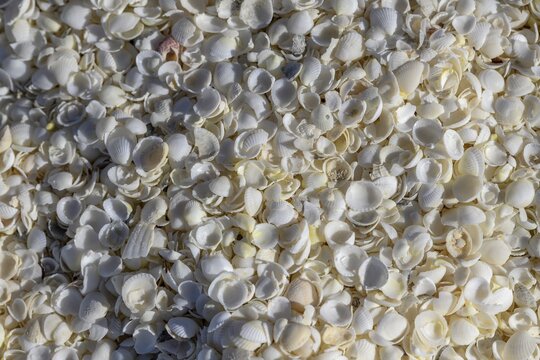 Cockles (Fragum erugatum) on Shell Beach, Hamelin Pool, Shire of Shark Bay, Western Australia, Australia