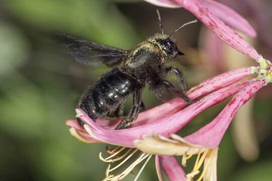A violet carpenter bee (Xylopa violacea) sits on a honeysuckle flower (Lonicera) and collects nectar in a close-up, Baden-W&uuml;rttemberg, Germany