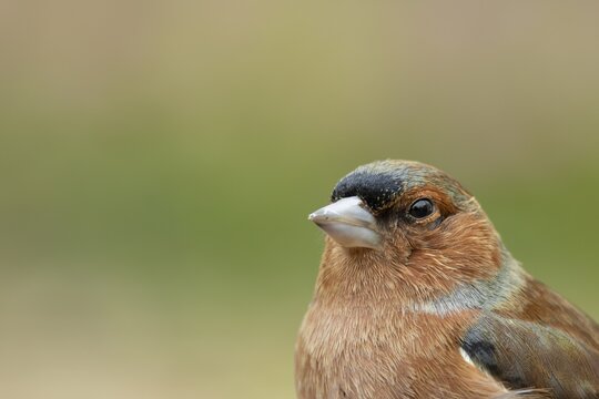 Eurasian chaffinch (Fringilla coelebs) adult male bird head portrait, England, United Kingdom