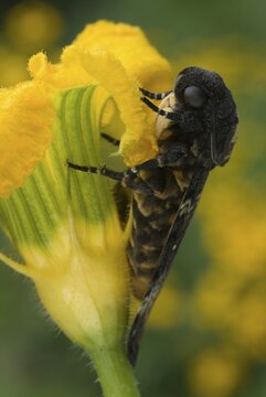 Death's-head Hawkmoth (Acherontia atropos) perched on a blossom, Schwaz, North Tirol, Austria