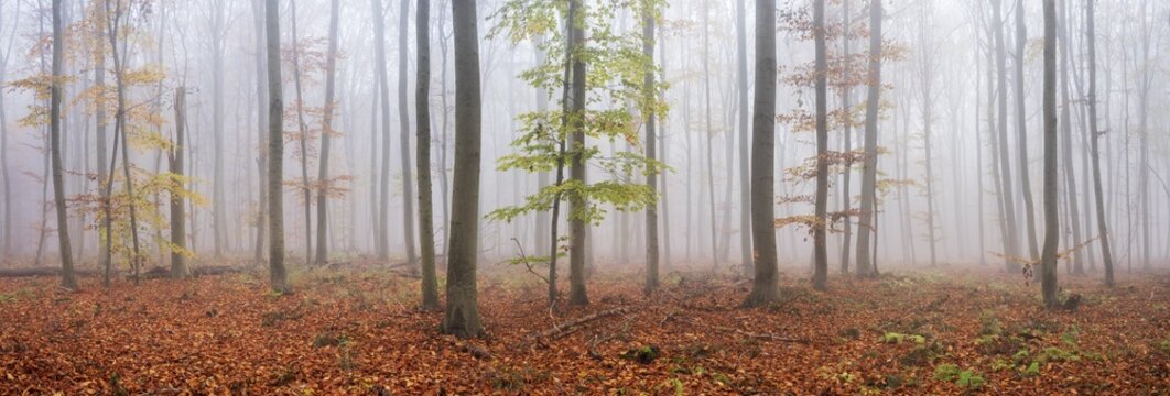 Panorama, beech forest with last colourful leaves in autumn, dense fog, Burgenlandkreis, Saxony-Anhalt, Germany