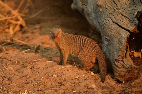 Banded mongoose (Mungos mungo), Chobe National Park, Botswana