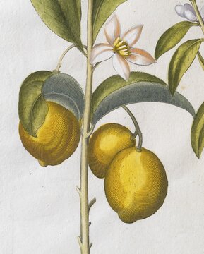 Lemons with blossom, hand-coloured copperplate engraving by Basilius Besler, from Hortus Eystettensis, 1613