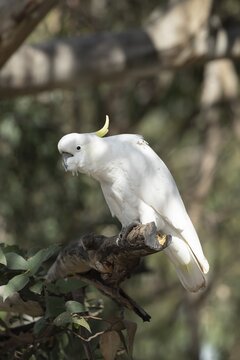 Sulphur-crested cockatoo (Cacatua galerita) adult bird in a tree, Kennett river, Victoria, Australia