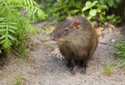 Red-rumoped agouti (Dasyprocta leporina), captive, Thuringia, Germany