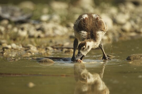 Egyptian goose (Alopochen aegyptiaca) young bird eating fish waste in a gravel pit, Allg&auml;u, Bavaria, Germany, Allg&auml;u, Bavaria, Germany