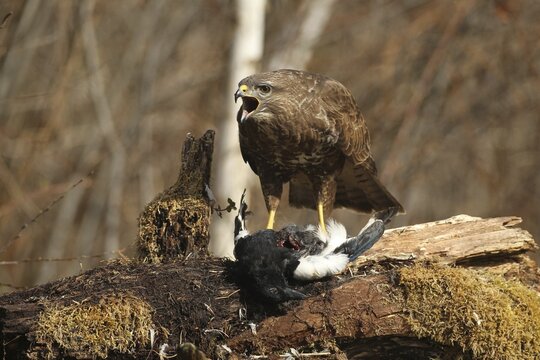 Buzzard (Buteo buteo) on european magpie (Pica pica) Allg&auml;u, Bavaria, Germany