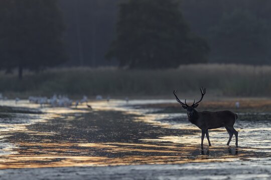 Only seconds later, the young red deer (Cervus elaphus) is followed by an older conspecific, morning light, rutting season, rutting stag, September, Germany