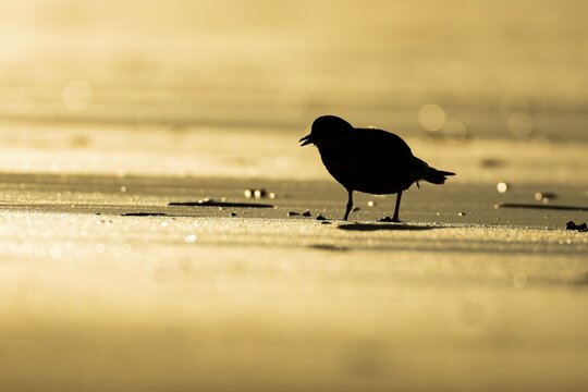 Ringed plover (Charadrius hiaticula) silhouette of an adult wading bird on a beach at sunset, England, United Kingdom