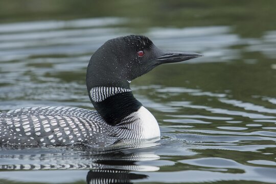 Adult common loon (Gavia immer) swimming on a lake.