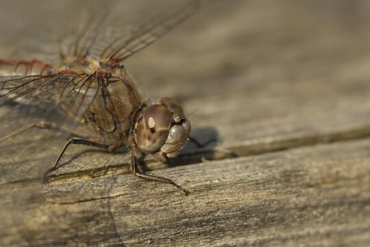 Common darter dragonfly (Sympetrum striolatum) adult insect on a log in the summer, England, United Kingdom