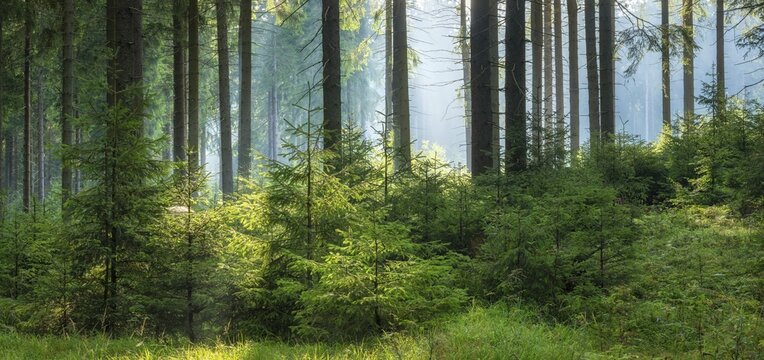 Panorama, spruce forest with natural regeneration, sun shining through morning fog, Thuringian Forest, Thuringia, Germany