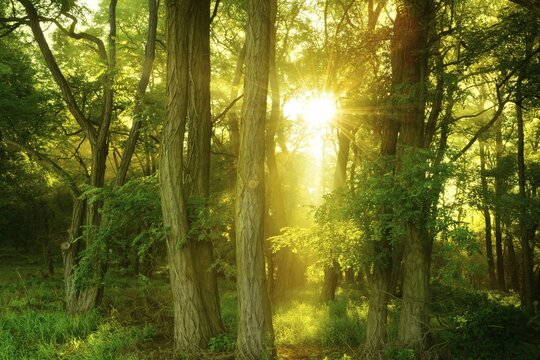 Morning atmosphere in the forest, The sun shines through the leaves, Morning mist, Robinia trees, Lower Saale Valley nature park Park, Saxony-Anhalt, Germany