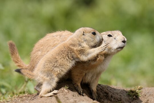 Black-tailed Prairie Dog (Cynomys ludovicianus) young with adult at burrow, Germany