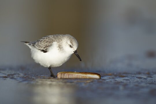 Sanderling (Calidris alba) adult bird in winter plumage on a beach with a razorshell, Norfolk, England, United Kingdom