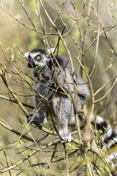 Ring-tailed lemur (Lemur catta), sunbathing, France