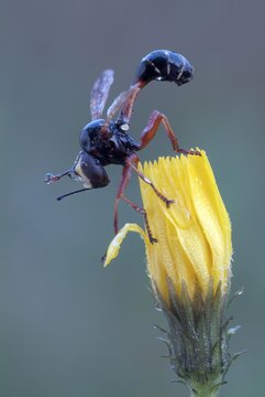 Thick-headed Fly (Physocephala rufipes), Filz, Woergl, Tirol, Austria, Europe