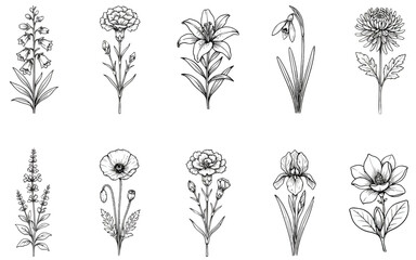 Botanical line art flower set featuring detailed black and white vector sketches of lily poppy carnation iris magnolia and wildflowers © AMELIA