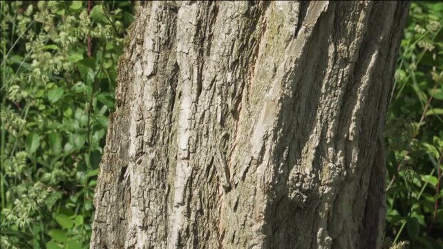 A close-up vertical tilt shot moves up the deeply furrowed bark of a black locust trunk, revealing its rugged texture. Ideal for forestry studies and botanical texture reference. 