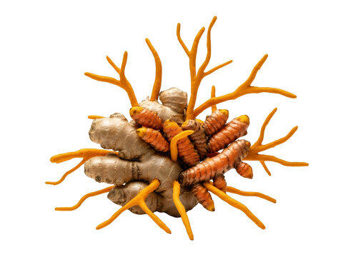 Turmeric roots and rhizomes fresh composition with golden detail