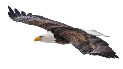 Fototapeta premium Majestic bald eagle with outstretched wings, isolated on transparent background