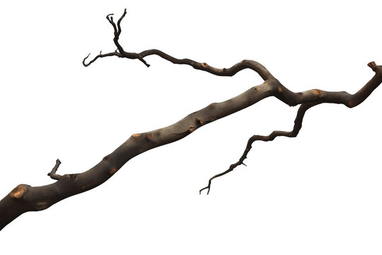 Bare tree branch with stubby twigs on transparent background representing decay and nature's cycle