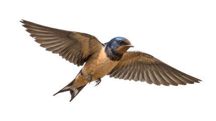 Fototapeta premium Small Swallow Bird in Mid-Flight Isolated on White Background