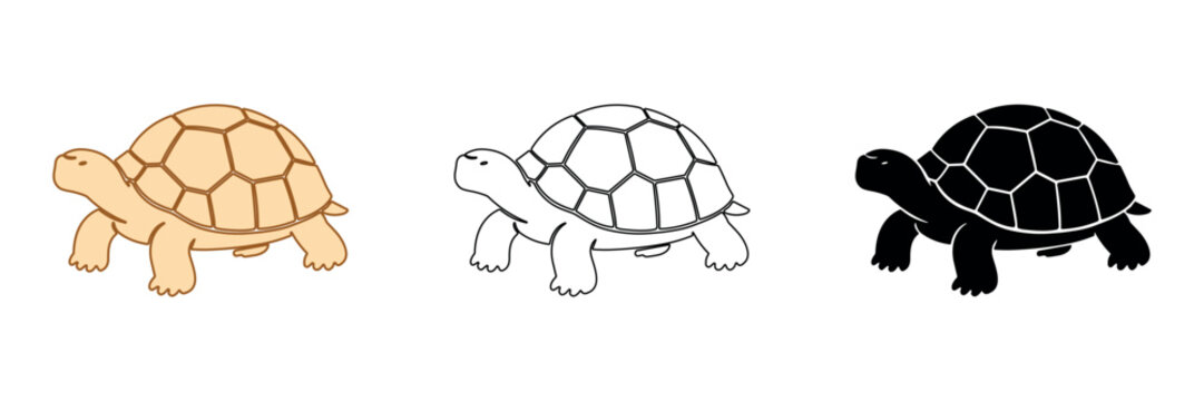 Three different styles of a tortoise illustration: colored, outline, and silhouette