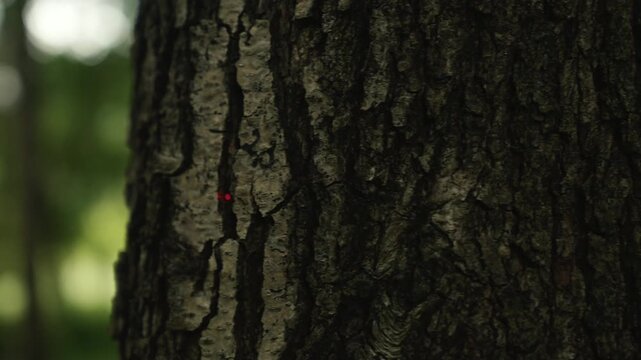 Red gun pointer on a tree bark. Soldier aiming