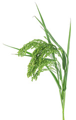 Fototapeta premium Green millet spikelet isolated on a white background. Single ear of green millet.