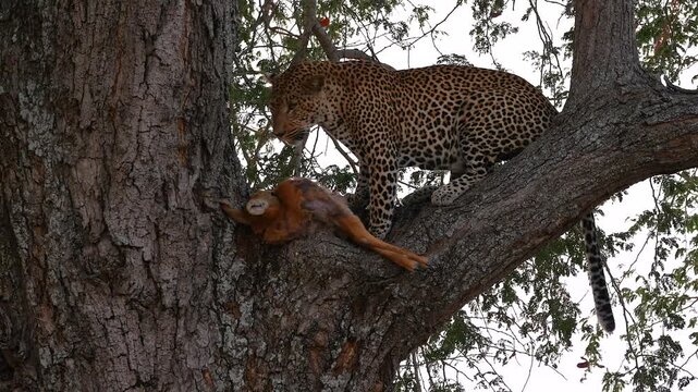 african leopard with his prey in tree 208
