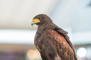 Side view profile portrait of a Harris hawk (Parabuteo unicinctus) showing detailed feathers, a sharp yellow beak, and a keen eye look, captured in captive environment. © Gunnersx