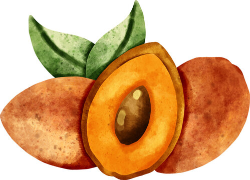 Watercolor mamey sapote hand painted clipart illustration
