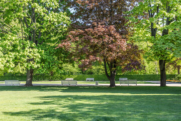 Obraz premium Sunny summer park landscape in Lazienki, Warsaw with green lawn, trees and white benches.