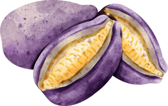Watercolor akebi hand painted clipart illustration