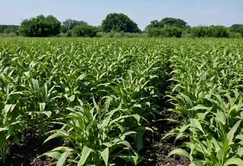 Fototapeta premium Field of mature sorghum plants showing disease symptoms