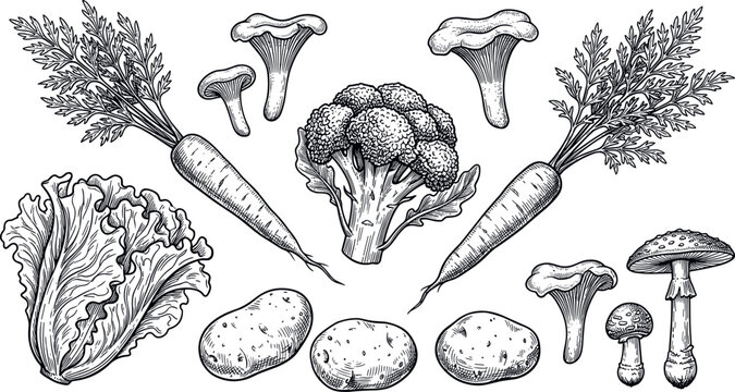 Vector vintage engraving illustration set of fresh organic vegetables and wild mushrooms featuring carrots broccoli lettuce potatoes and chanterelles