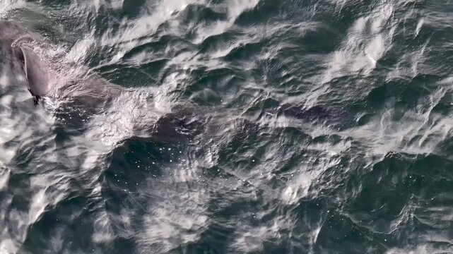 Aerial view of basking sharks in Donegal Bay - Ireland