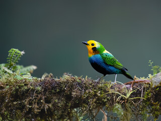 Fototapeta premium Multicolored Tanager Perched on Mossy Branch in Colombian Forest