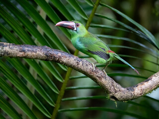 Naklejka premium Crimson-rumped Toucanet Perched on Branch in Cloud Forest