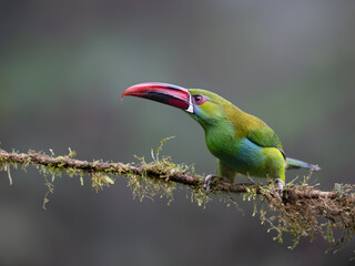 Naklejka premium Crimson-rumped Toucanet Perched on Mossy Branch in Cloud Forest