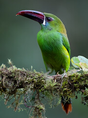 Naklejka premium Crimson-rumped Toucanet Perched on Mossy Branch in Cloud Forest
